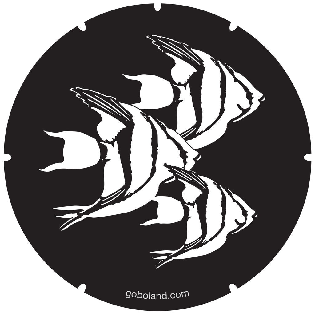 2 271 666 - Angelfish Shoal