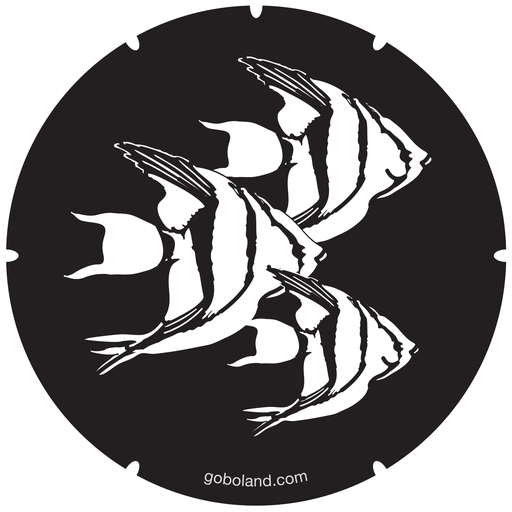 2 271 666 - Angelfish Shoal